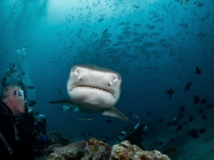 bighead by Marc Van Den Broeck 